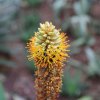 Aloe castanea - Aloe castanea - semená aloe - 6 ks