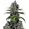 Fastbuds - Purple Lemonade FF 10 ks - Semená neobsahujú THC.