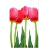 DIMEX | Vliesové fototapety na stenu Tulipány MS-2-0126 | 150 x 250 cm | zelená, červená, biela + Vliesová fototapeta na stenu DIMEX Tulipány MS20126 v rozmere 375 x 250 cm