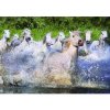 Educa Puzzle 1000 White Horses of Camargue