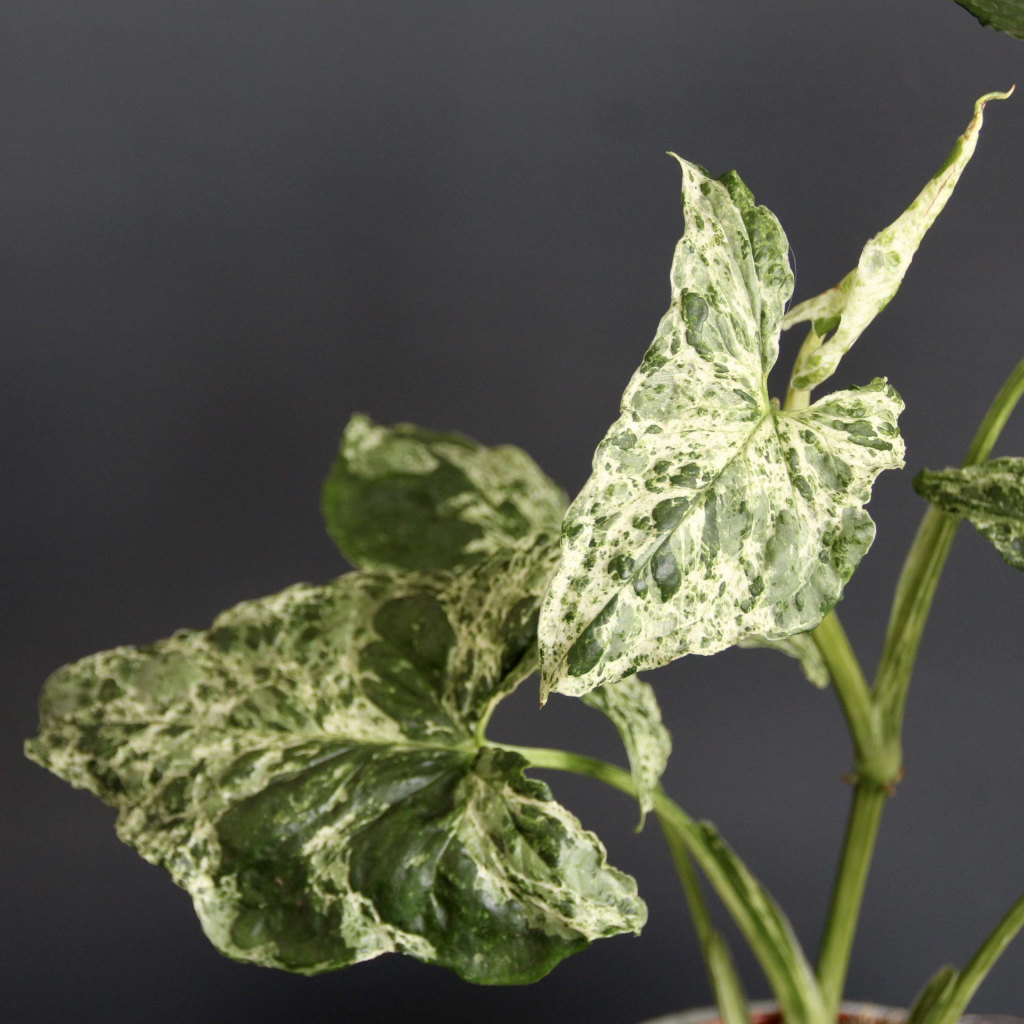 Syngonium Mottled Mojito