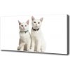 Foto obraz na plátne Biele mačky 100x50 cm