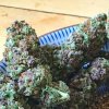 Soma Seeds - SoPurple 10 ks - Semená neobsahujú THC
