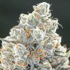 Anesia Seeds - Original Gorilla #4 10 ks - semená neobsahujú THC