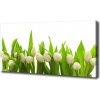 Foto obraz na plátne do obývačky Biele tulipány 100x50 cm