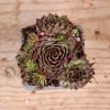 Sempervivum Starburst