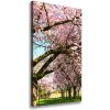 Vertikálny foto obraz canvas Višne 50x100 cm