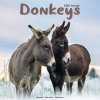 Donkeys, 30,5 x 30,5 30,5 x 61 cm 2026