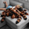 Plysovy pavuk - Veľká chlpatá plyšová tarantula na ležanie vankúš 50x85cm