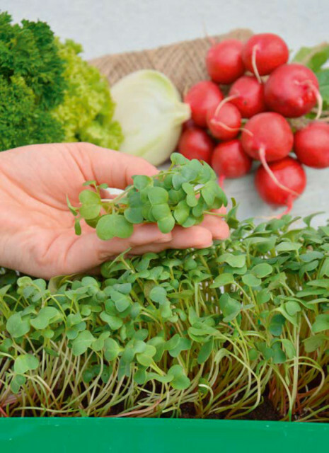 Garden Seed Semienka Mikrozelenina Reďkovka