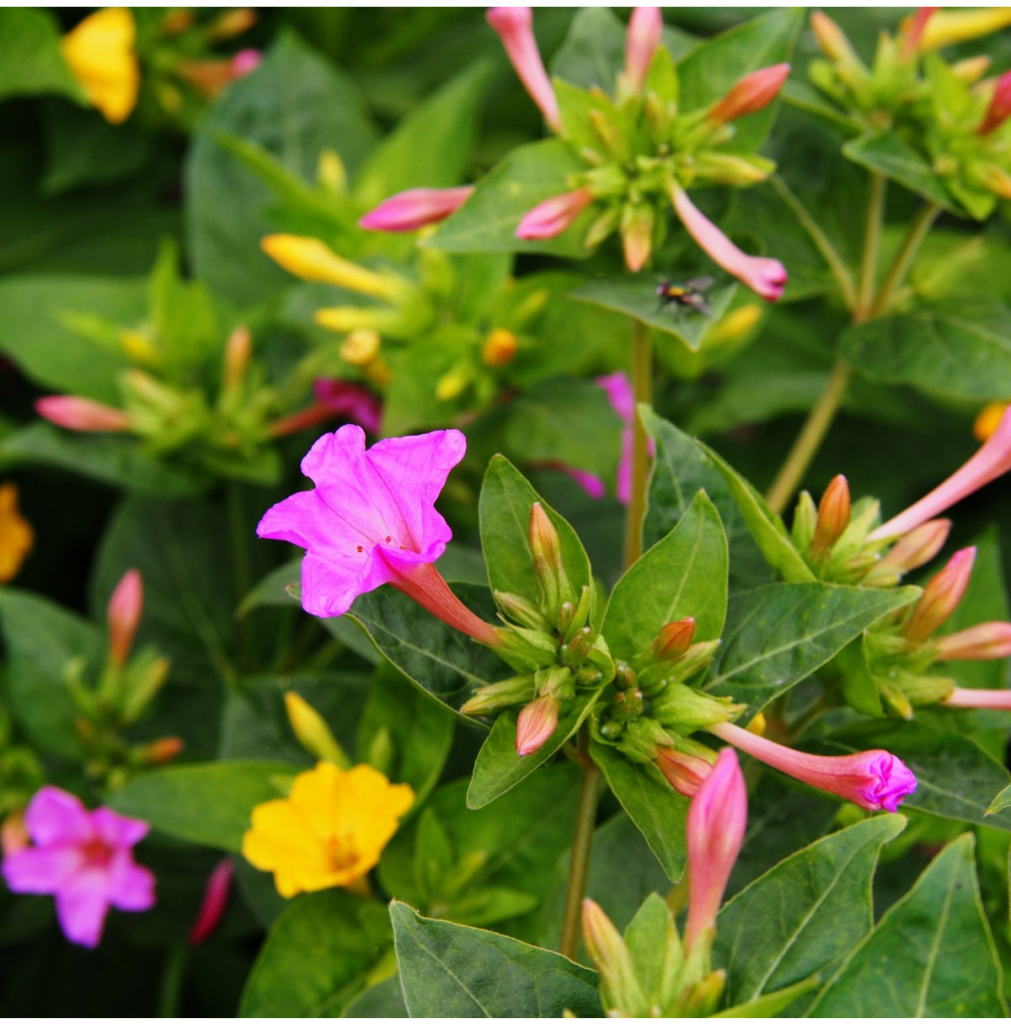 Nocovka jalapenská zmes farieb - Mirabilis jalapa - predaj semien - 6 ks