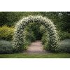 Ruža banksova (Rosa banksiae) ´ALBA PLENA´ – výška 130-170 cm, kont. C3L