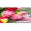 Foto obraz fotografie na skle farebné tulipány 100x50 cm