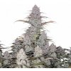 Fastbuds - Green Crack Auto 100 ks - Semená neobsahujú THC