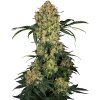 Sensi Seeds Aloha OG Research semena neobsahují THC 10 ks
