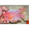 Aulonocara fire fish - 5-6,5cm