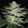 World of Seeds - Chocolate Thai OG 12 ks - Semená neobsahujú THC