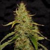 CBD Crew - CBD PH regular 5 ks - semená neobsahujú THC