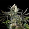 Kannabia Seeds - Amnesia Haze Go Fast 25 kusov - Semená neobsahujú THC