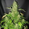 Mr. Nice Master Kush x Skunk regular semena neobsahují THC 15 ks