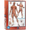 Puzzle 1000 The Muscular System 6000-2015