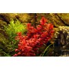Rotala macrandra