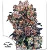 Blueberry - Dutch Passion Balenie: 5ks