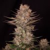 Doctor´s Choice Seeds Chronic Fast F1 BX Regular 5 ks