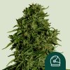 Royal Queen Seeds Cannabis Seeds Cosmos F1 Auto 1 pcs