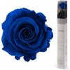Darčeková stabilizovaná ruža - tmavo modrá
