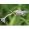 Aquascaperi Pazúrnačka malá zlatá - Hymenochirus / sp. gold