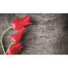 Fototapeta na stenu - FT0136 - Tulipány 350x250cm - Vlies 110gr
