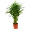 Areca (chrysalidocarpus) lutescens bush R24 V120cm