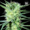 Bulk Seed Bank - K2 1000 ks - semená neobsahujú THC