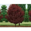 Javor mliečny CRIMSON SENTRY 200-250 cm rozvetvený, kont. 30 l