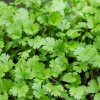 Koriander siaty Santo - Coriandrum sativum - semená koriandra - 100 ks