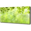 Foto obraz na plátne Lístie 100x50 cm