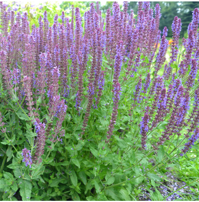 Šalvia hájna Blue Queen - Salvia nemorosa - semená - 20 ks