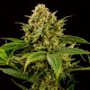 Kannabia Seeds - Monkey Grease 25 ks - semená neobsahujú THC