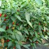 Paprika Koral - Capsicum annuum - Semiačka - 40 ks