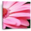 Sablio Obraz Ružová gerbera - 50x50 cm