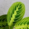 Maranta Leuconeura Lemon Lime