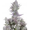 Fastbuds - Wedding Glue Auto 100 ks - semená neobsahujú THC
