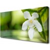 Obraz na plátne Kvet listy 100x50 cm