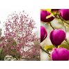 Magnólia hybridná Black Tulip 140-160cm, kont. 10 l
