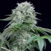 Silent Seeds Exotic Cannabis Seeds Starfire OG Feminized 3 ks