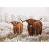 Donga Fototapeta vliesová: Skotský náhorní skot (2) - 254x184 cm