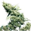 Sensi Seeds Jamaican Pearl neobsahuje THC 10 ks