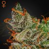 Green House Seed - King´s Kush 5 ks - semená neobsahujú THC