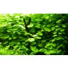 Hydrocotyle leucocephala (IN-VITRO Ø 7 cm)